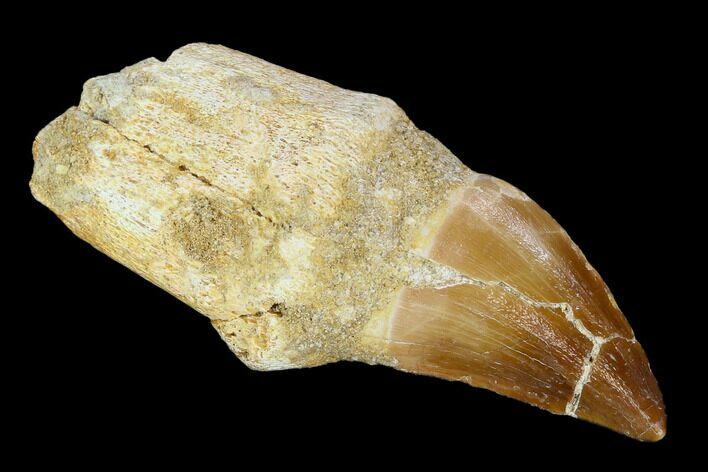 Fossil Rooted Mosasaur (Prognathodon) Tooth - Morocco #116992